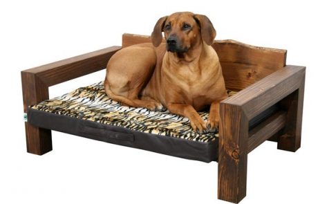 מדריך כיצד להכניס כלב נוסף הביתה