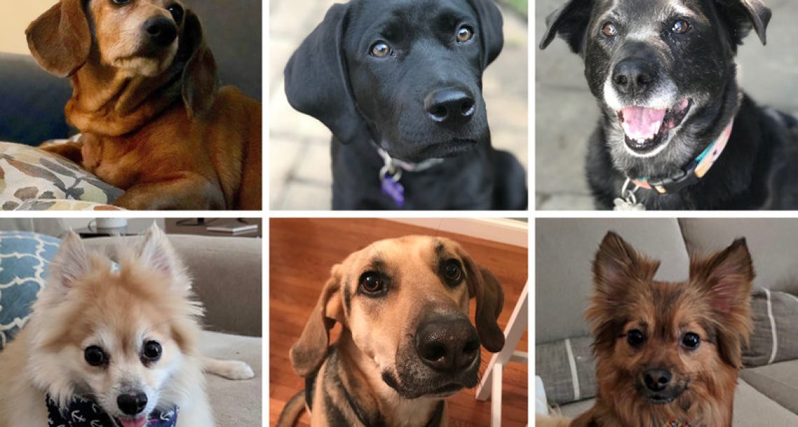 מדריך לאימוץ כלבים – סוגי זנים של כלבים