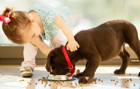 החיבור בין כלבים וילדים