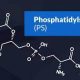 פוספטידיל סרין (Phosphatidylserine) מהו